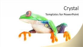  Presentation with frog - Audience pleasing slides consisting of isolated on white - red-eye backdrop and a white colored foreground