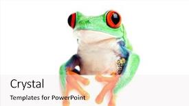  Presentation with frog - Theme featuring isolated on white - red-eye background and a white colored foreground