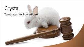  Presentation with animal rights - Audience pleasing presentation design consisting of isolated on white background - animal backdrop and a white colored foreground