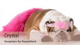  Presentation with english bulldog - Audience pleasing PPT layouts consisting of isolated on white background - english backdrop and a coral colored foreground