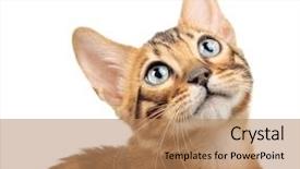  Presentation with cat - Beautiful PPT layouts featuring isolated on white background bengal backdrop and a coral colored foreground