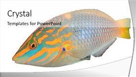  Presentation with fishing plastics bottles in the sea - Slide set with isolated on white background checkerboard background and a white colored foreground