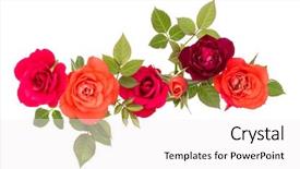  Presentation with singled green pink rose - Slide set featuring isolated on white background cutout background and a white colored foreground