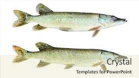  Presentation with sports table tennis two ping - Audience pleasing PPT theme consisting of isolated on white background fish backdrop and a soft green colored foreground