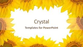  Presentation with sunflower sunflower sunflower sunflower sunflower - Presentation design consisting of frame of large sunflower flowers background and a cream colored foreground