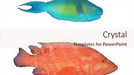  Presentation with grouper - Slides with isolated on white background parrotfish background and a lemonade colored foreground