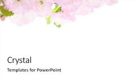  Presentation with almond - Cool new PPT layouts with isolated on white background prunus backdrop and a white colored foreground
