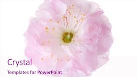  Presentation with light pink - Audience pleasing slide deck consisting of isolated on white background prunus backdrop and a pink colored foreground