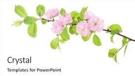  Presentation with almond - Presentation design enhanced with isolated on white background prunus background and a white colored foreground