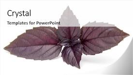  Presentation with herb - Presentation design enhanced with isolated on white background purple background and a white colored foreground