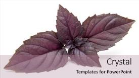  Presentation with herb - PPT layouts featuring isolated on white background purple background and a coral colored foreground