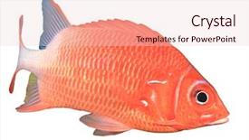  Presentation with cut - Theme with isolated on white background red background and a lemonade colored foreground