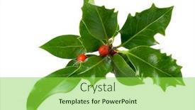  Presentation with christmas holly - Slides featuring isolated-on-white-ilex-holly background and a yellow colored foreground