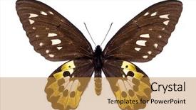  Presentation with butterfly - Colorful PPT layouts enhanced with isolated on white ornithoptera goliath backdrop and a gold colored foreground