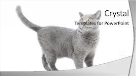  Presentation with british - Beautiful PPT layouts featuring isolated on white standing alert backdrop and a white colored foreground