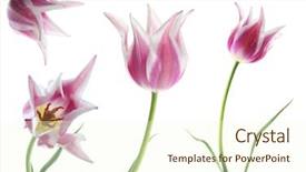  Presentation with tulips - Cool new PPT theme with isolated on white summer flower backdrop and a  colored foreground