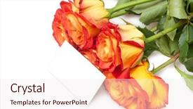  Presentation with roses - PPT layouts consisting of isolated on white with card background and a  colored foreground