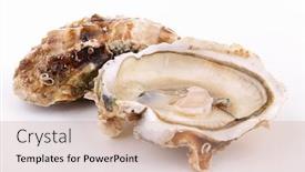  Presentation with oyster - Presentation design consisting of isolated oyster on white background and a coral colored foreground