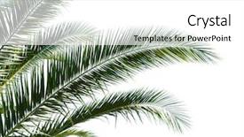  Presentation with palm leaves - Beautiful presentation theme featuring isolated palm leaves on white backdrop and a white colored foreground