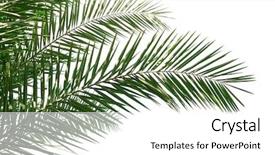  Presentation with date palm - Beautiful theme featuring isolated palm leaves on white backdrop and a white colored foreground