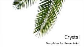  Presentation with date palm - Presentation consisting of isolated palm leaves on white background and a white colored foreground