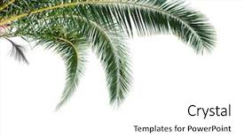  Presentation with palm leaves - Slide set consisting of isolated palm leaves on white background and a white colored foreground