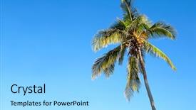  Presentation with palm tree - Amazing PPT theme having isolated palm tree over a clear blue sky backdrop and a arctic colored foreground