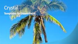  Presentation with palm tree - Colorful presentation design enhanced with isolated palm tree over a clear blue sky backdrop and a teal colored foreground