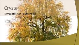  Presentation with pear - Audience pleasing PPT theme consisting of isolated-pear-tree-in-autumn backdrop and a coral colored foreground