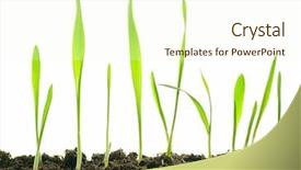  Presentation with young plant - Cool new PPT theme with isolated plants backdrop and a cream colored foreground