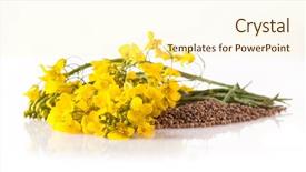  Presentation with flower - Audience pleasing slide deck consisting of isolated rape flower with blossoms backdrop and a cream colored foreground