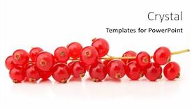  Presentation with currant - Colorful slide set enhanced with isolated-red-currant backdrop and a white colored foreground