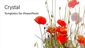  Presentation with poppies - Slide set enhanced with isolated red poppies background and a white colored foreground