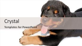  Presentation with rottweiler puppy - Audience pleasing theme consisting of isolated rottweiler puppy backdrop and a soft green colored foreground