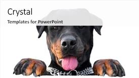  Presentation with blank whiteboard isolated on white - Audience pleasing PPT theme consisting of isolated rottweiler showing its tongue backdrop and a white colored foreground