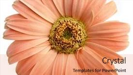 Presentation with gerbera daisy - PPT theme having isolated salmon pink gerbera daisy background and a coral colored foreground