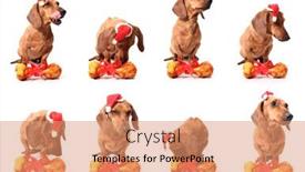  Presentation with bone - Cool new PPT layouts with isolated set of dachshund dogs with a delicious bone backdrop and a coral colored foreground