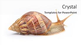  Presentation with snail - Beautiful PPT theme featuring isolated snail on white background backdrop and a white colored foreground