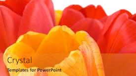  Presentation with tulip - Amazing presentation theme having isolated-spring-tulip-bubs backdrop and a gold colored foreground