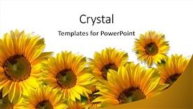  Presentation with wild flower in field of daisies - Slide set with isolated sunflowers against white background background and a white colored foreground