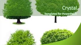  Presentation with white birch tree - PPT layouts featuring isolated tree on the white background and a forest green colored foreground