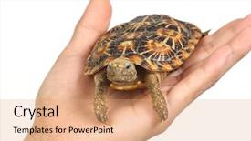  Presentation with turtle - Presentation theme enhanced with isolated-turtle-in-human-hand background and a coral colored foreground
