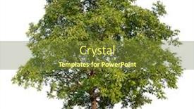  Presentation with walnut - Presentation consisting of isolated walnut tree on a white background background and a tawny brown colored foreground