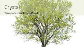  Presentation with walnut - Cool new presentation theme with isolated walnut tree backdrop and a soft green colored foreground