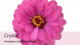  Presentation with flower - Cool new presentation with isolated-zinnia-flower-on-white backdrop and a coral colored foreground
