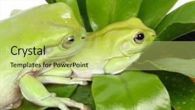  Presentation with frogs - Cool new presentation with isoleted two frogs on green leaf backdrop and a yellow colored foreground