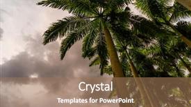  Presentation with coconut - Presentation theme consisting of isotonic - coconut trees on dark stormy background and a coral colored foreground