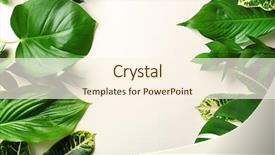  Presentation with plants - Slide set enhanced with israe - beautiful composition with variety background and a cream colored foreground