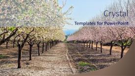 Presentation with pink white - Slide set featuring israel-gorgeous-almond-grove background and a sky blue colored foreground
