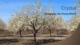  Presentation with bloom - Theme enhanced with israel-gorgeous-almond-grove background and a light blue colored foreground